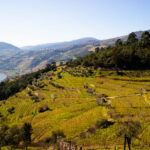 I migliori vigneti e cantine da visitare in Portogallo