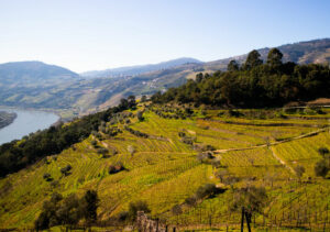 I migliori vigneti e cantine da visitare in Portogallo